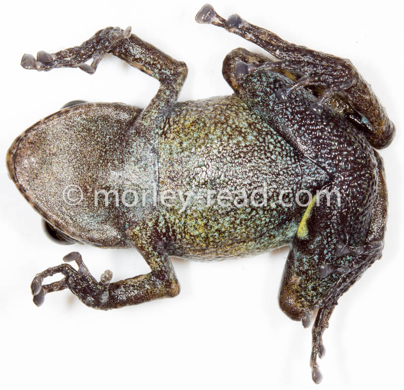 Pristimantis altamazonicus