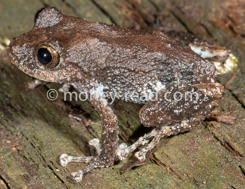 Pristimantis altamazonicus