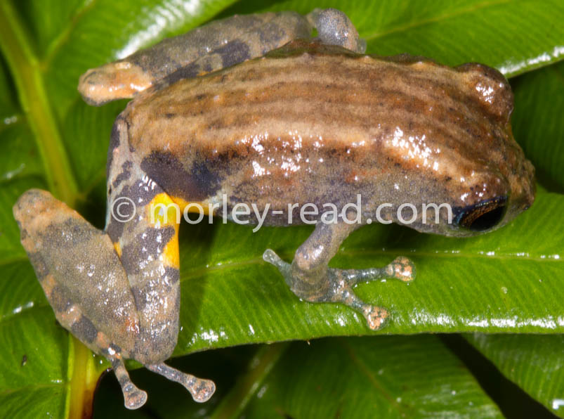 Pristimantis altamazonicus