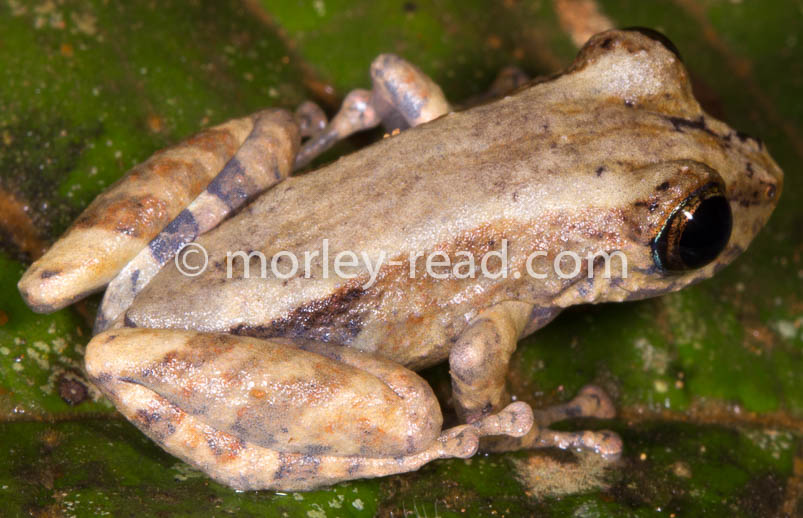 Pristimantis altamazonicus