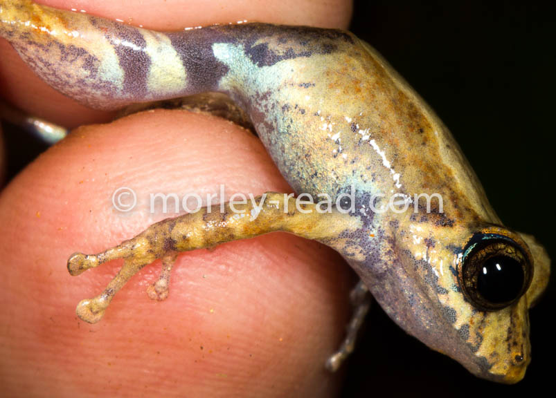Pristimantis altamazonicus