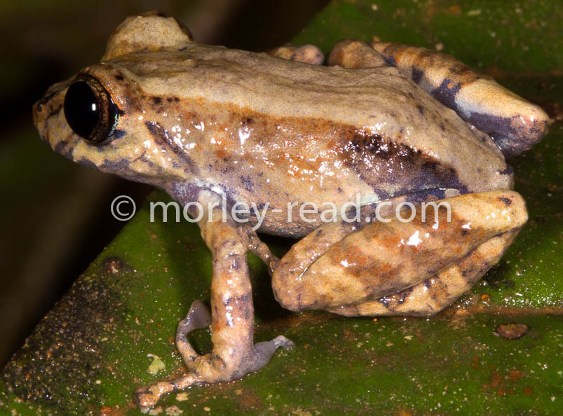 Pristimantis altamazonicus