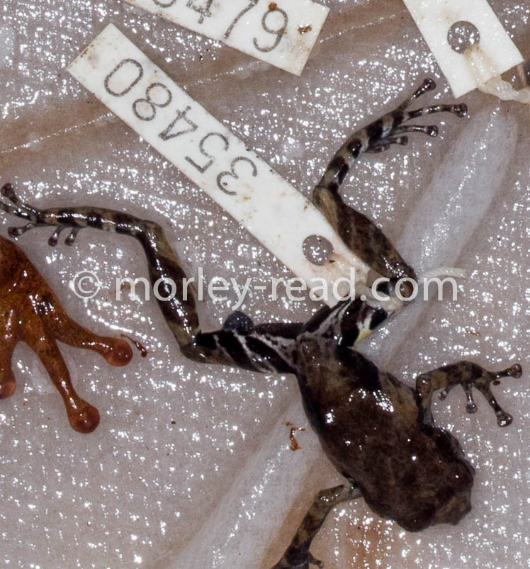 Pristimantis altamazonicus