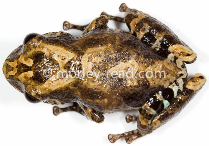 Pristimantis altamazonicus