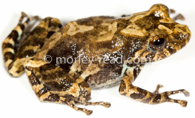 Pristimantis altamazonicus