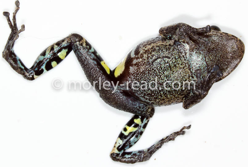 Pristimantis altamazonicus