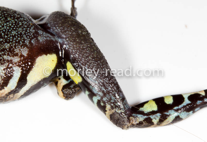 Pristimantis altamazonicus