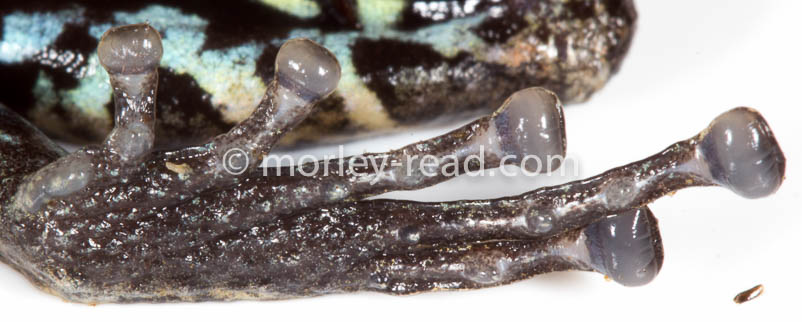 Pristimantis altamazonicus