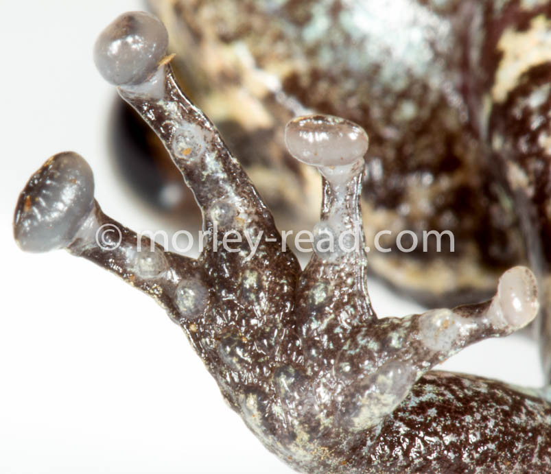 Pristimantis altamazonicus
