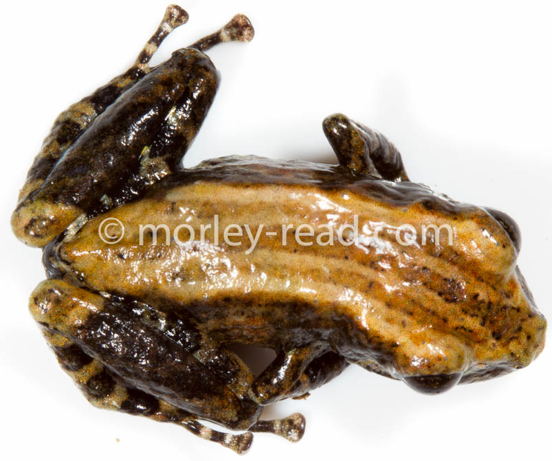 Pristimantis altamazonicus