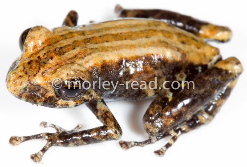 Pristimantis altamazonicus