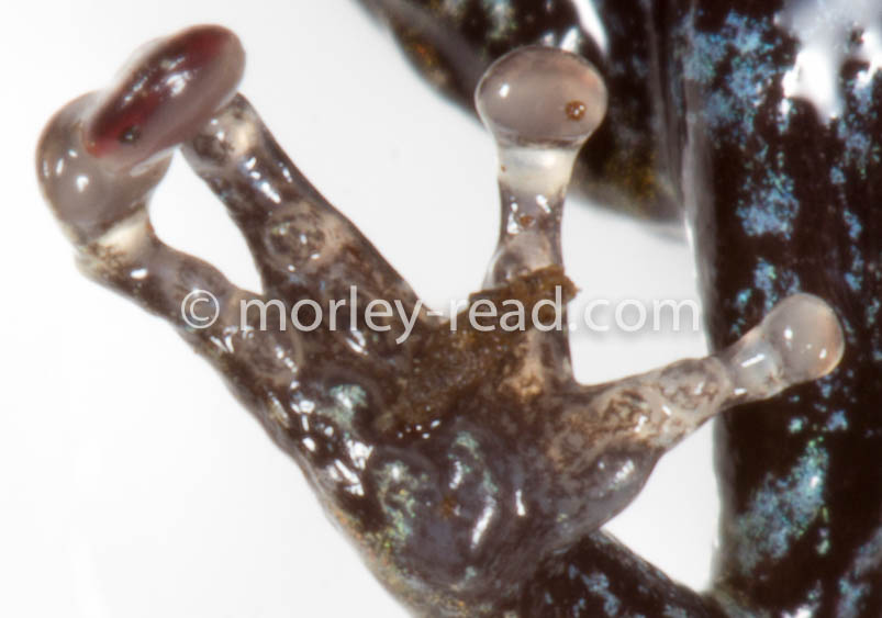 Pristimantis altamazonicus