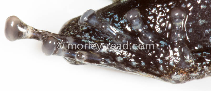 Pristimantis altamazonicus