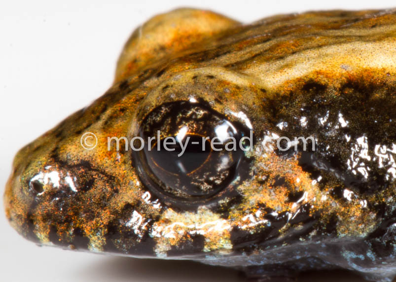 Pristimantis altamazonicus