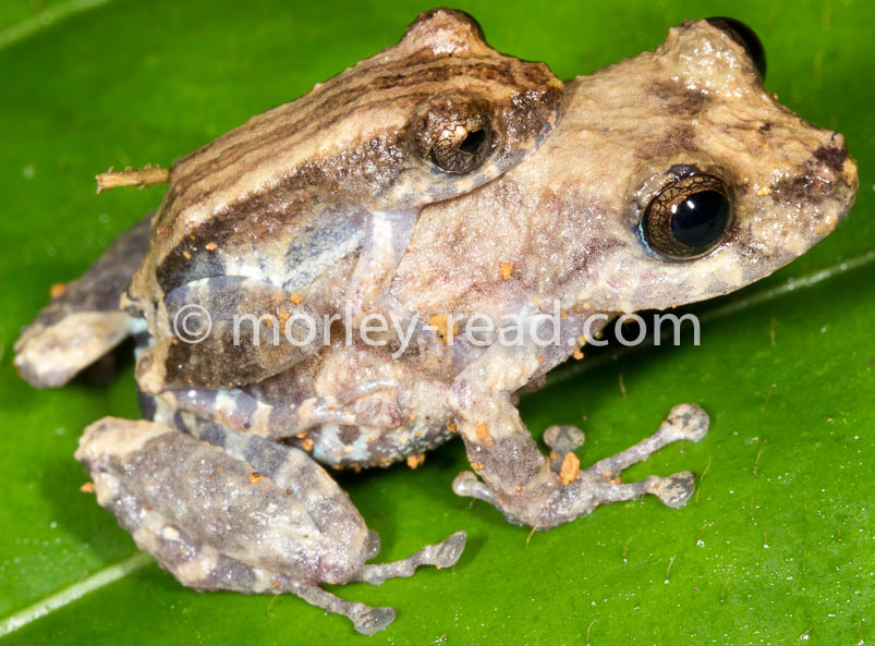 Pristimantis altamazonicus