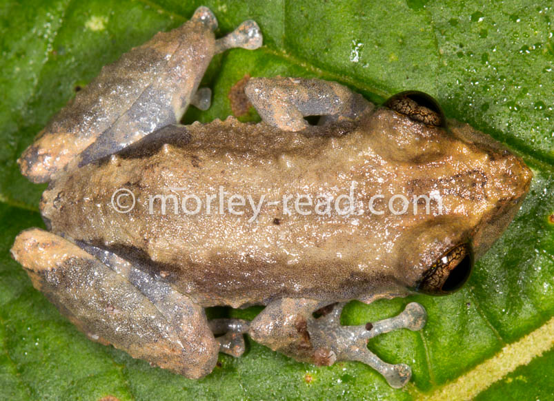 Pristimantis altamazonicus
