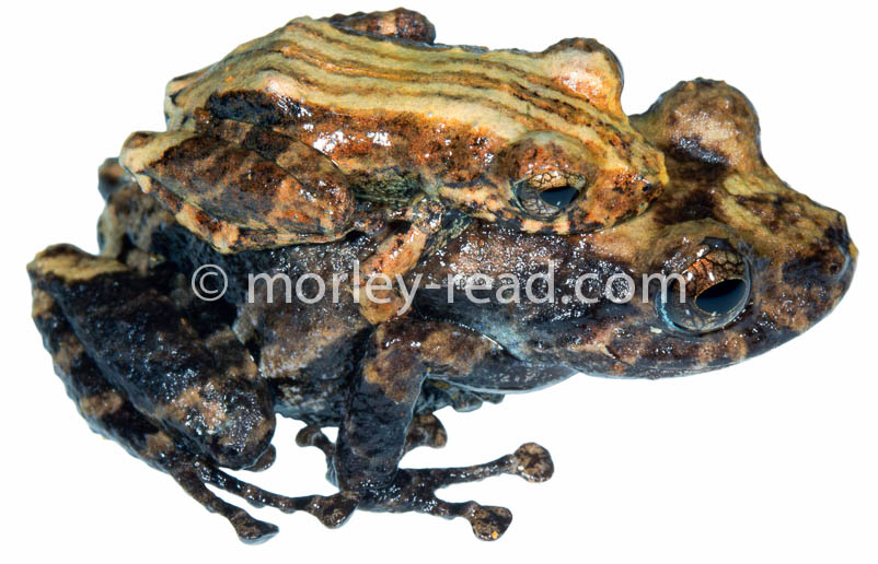 Pristimantis altamazonicus