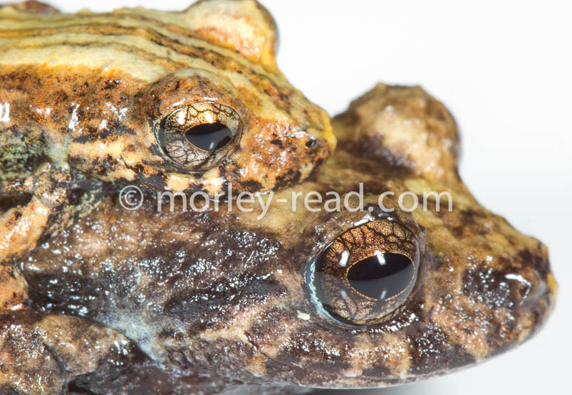 Pristimantis altamazonicus