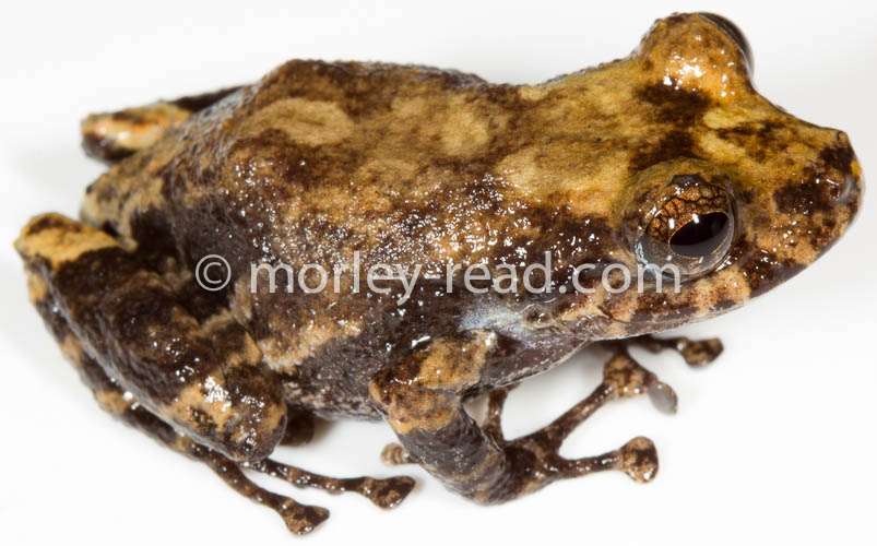 Pristimantis altamazonicus