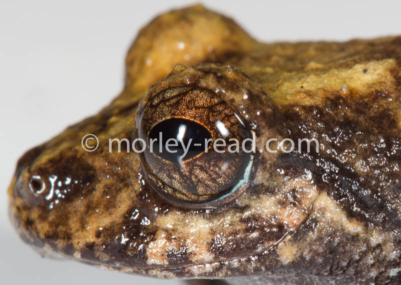 Pristimantis altamazonicus