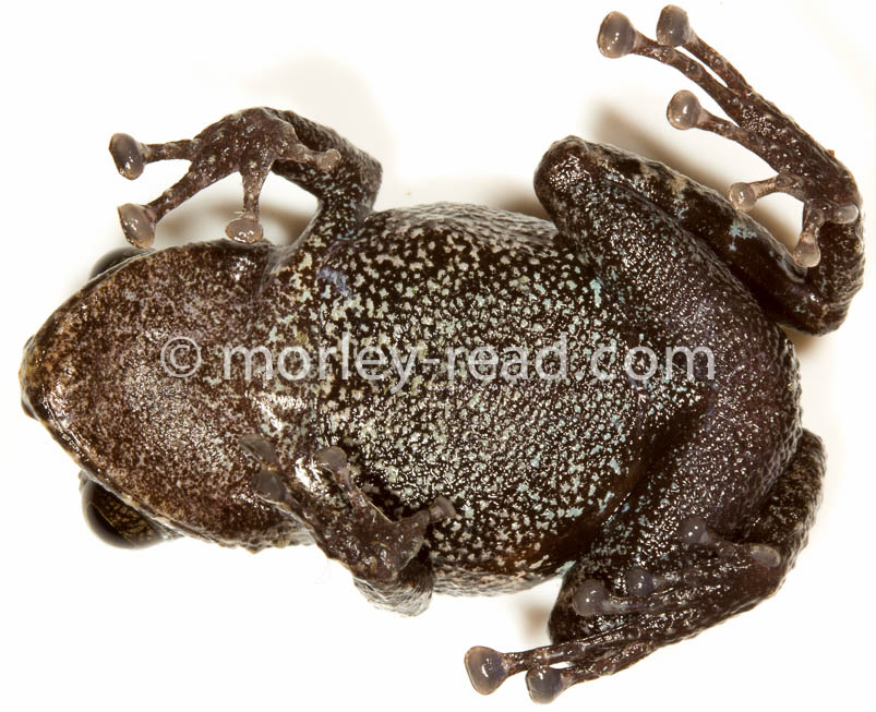 Pristimantis altamazonicus