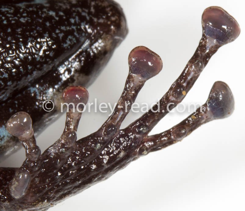 Pristimantis altamazonicus