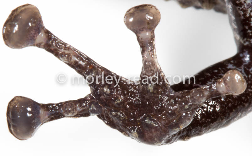 Pristimantis altamazonicus