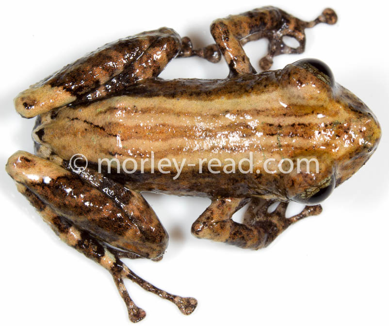Pristimantis altamazonicus