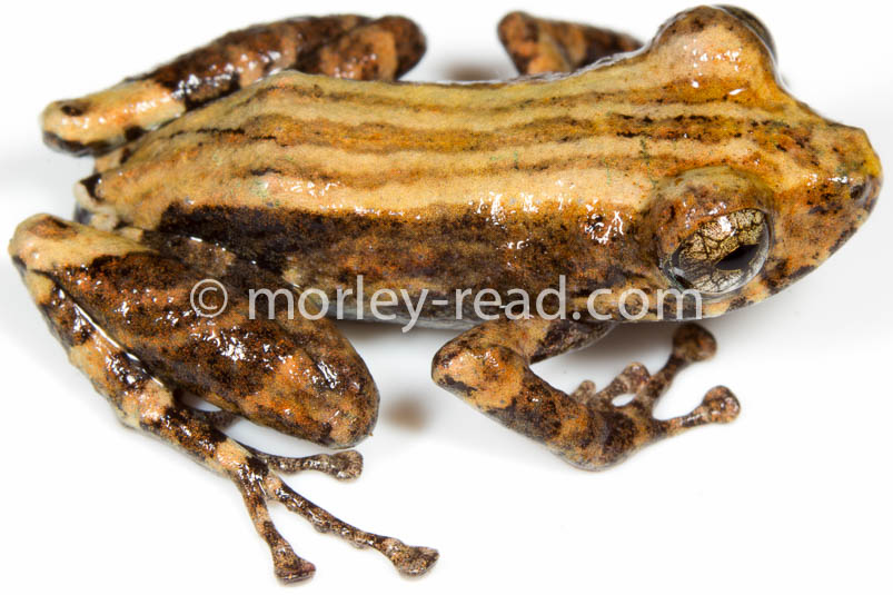 Pristimantis altamazonicus