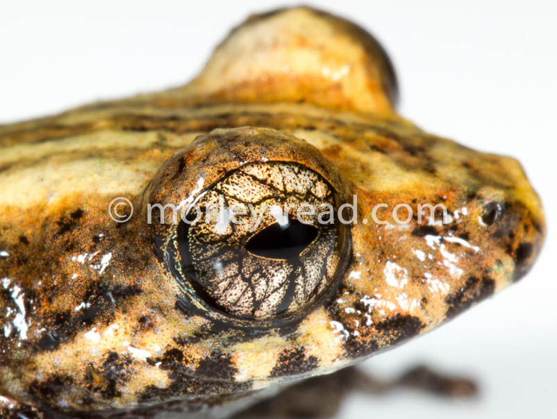 Pristimantis altamazonicus