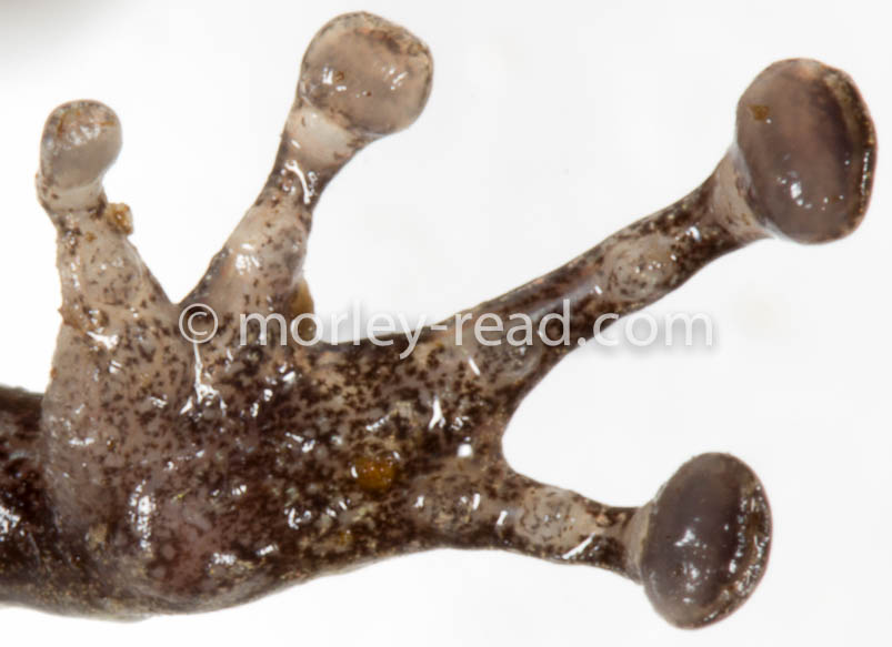 Pristimantis altamazonicus