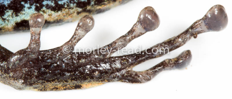 Pristimantis altamazonicus