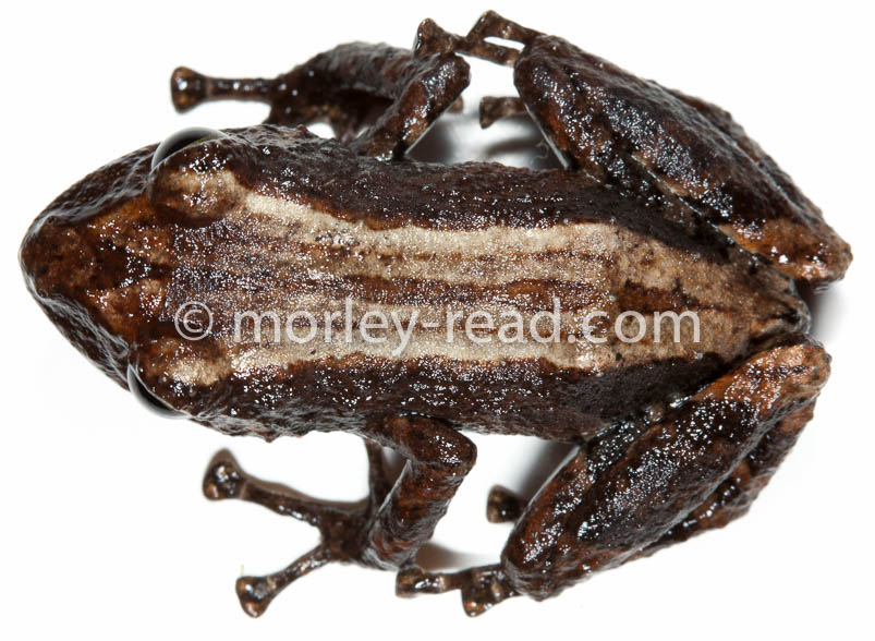 Pristimantis altamazonicus