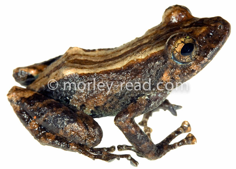 Pristimantis altamazonicus