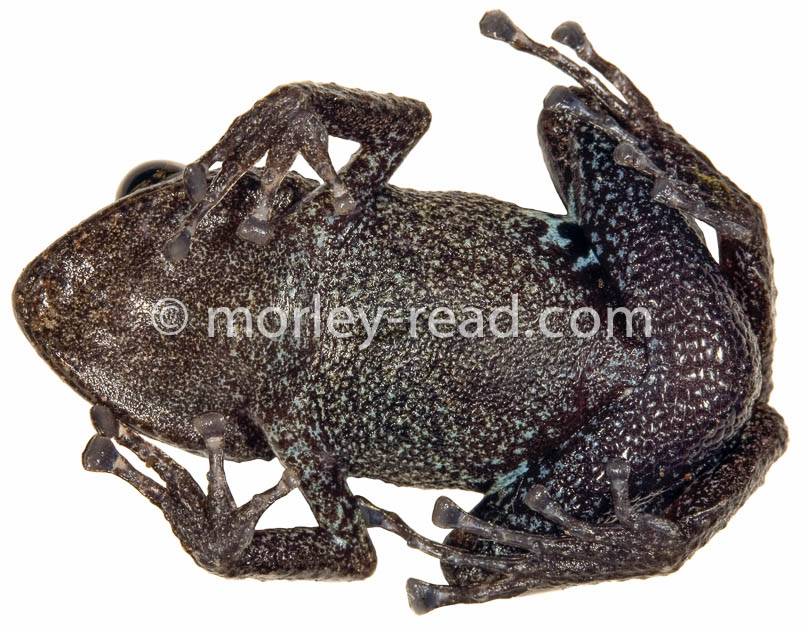 Pristimantis altamazonicus