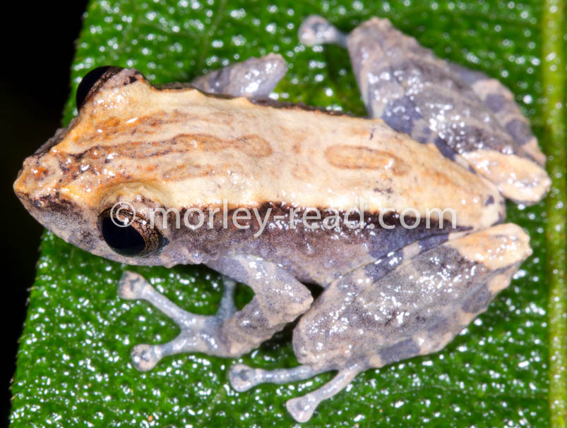 Pristimantis altamazonicus