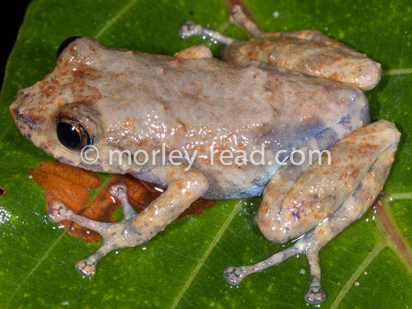 Pristimantis altamazonicus