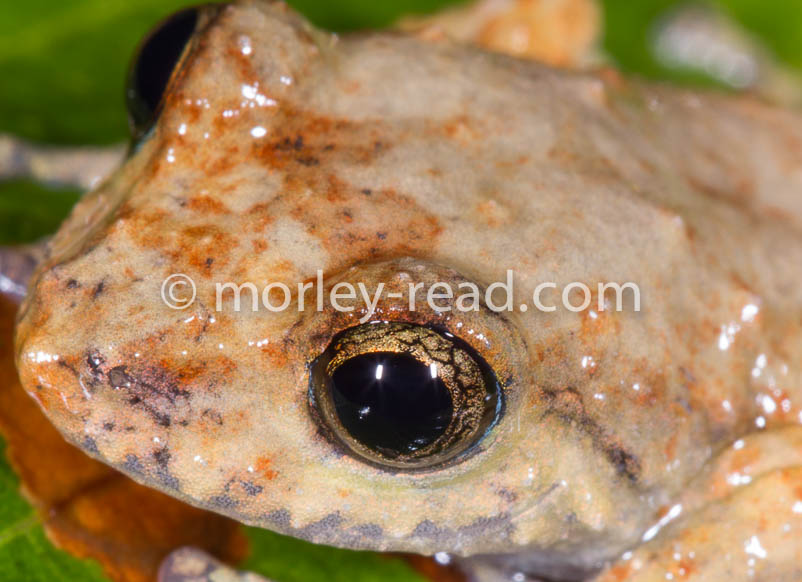 Pristimantis altamazonicus
