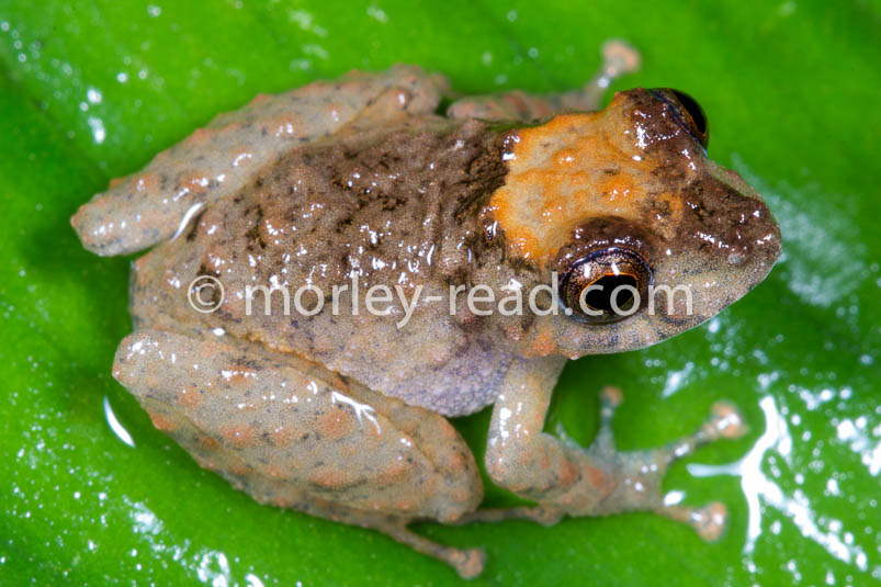 Pristimantis croceoinguinis
