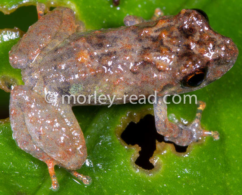 Pristimantis croceoinguinis