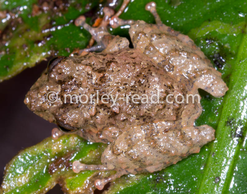 Pristimantis croceoinguinis