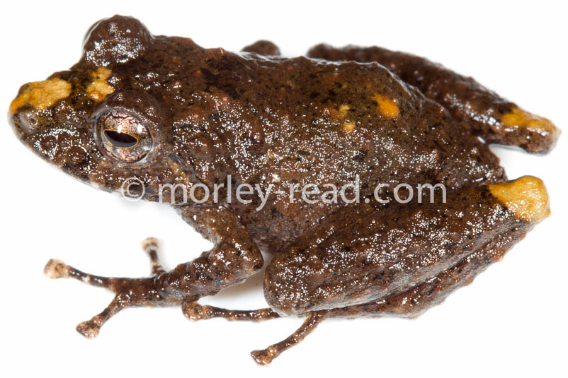 Pristimantis croceoinguinis