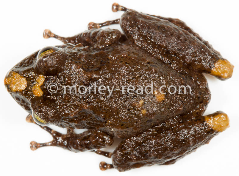 Pristimantis croceoinguinis