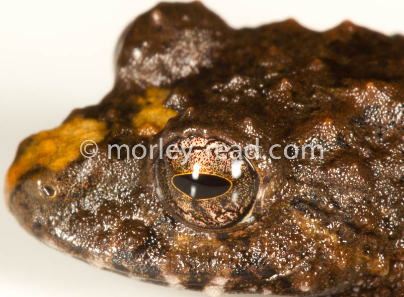 Pristimantis croceoinguinis
