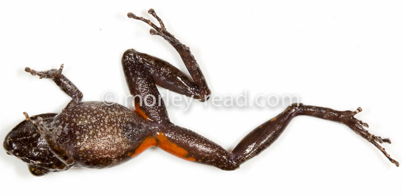 Pristimantis croceoinguinis