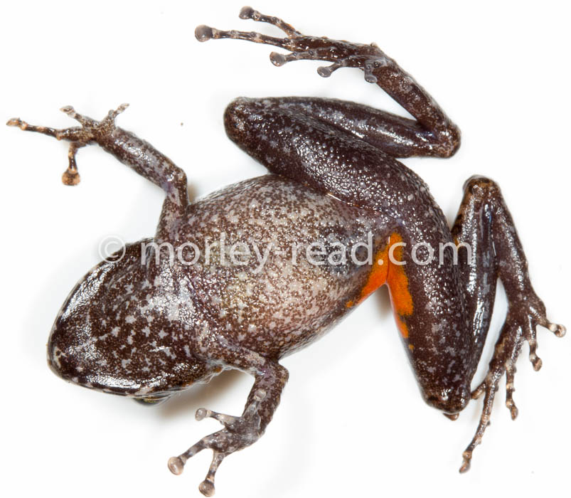 Pristimantis croceoinguinis