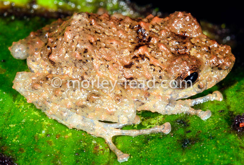 Pristimantis croceoinguinis