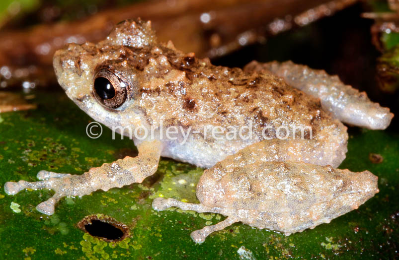 Pristimantis croceoinguinis