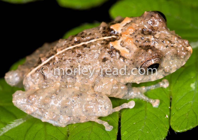 Pristimantis croceoinguinis