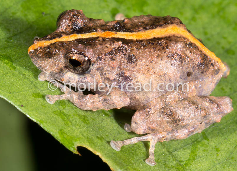 Pristimantis croceoinguinis